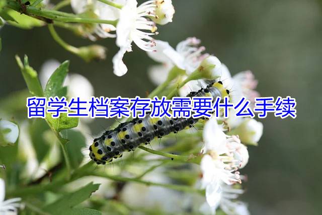 留学生档案存放需要什么手续