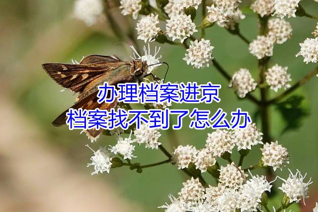 办理档案进京，档案找不到了怎么办
