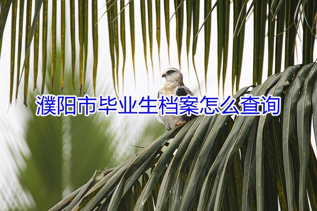 濮阳市毕业生档案怎么查询