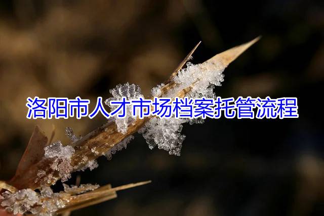 洛阳市人才市场档案托管流程