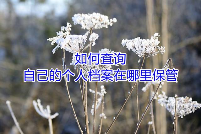 如何查询自己的个人档案在哪里保管