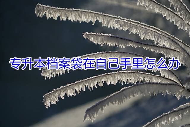 专升本档案袋在自己手里怎么办