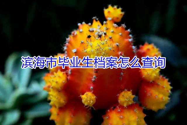 滨海市毕业生档案怎么查询