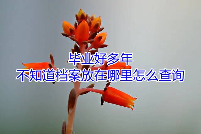 毕业好多年不知道档案放在哪里怎么查询