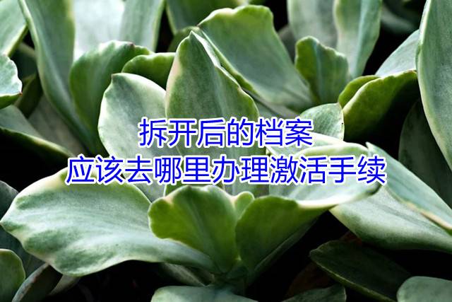 拆开后的档案应该去哪里办理激活手续