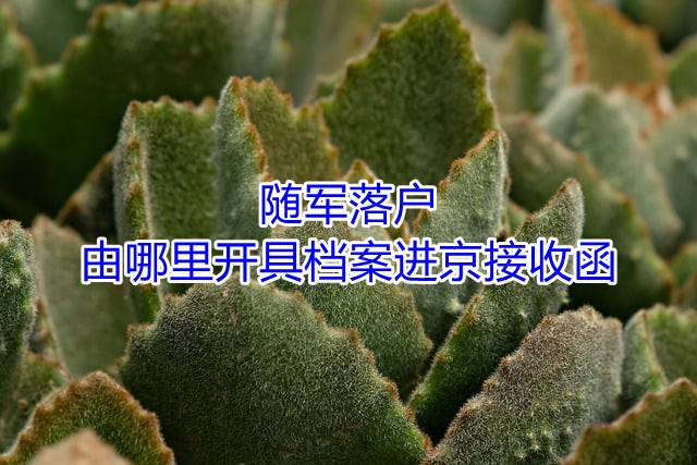 随军落户，由哪里开具档案进京接收函