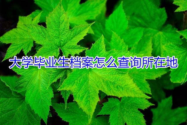 大学毕业生档案怎么查询所在地