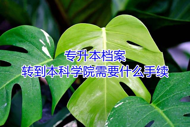 专升本档案转到本科学院需要什么手续