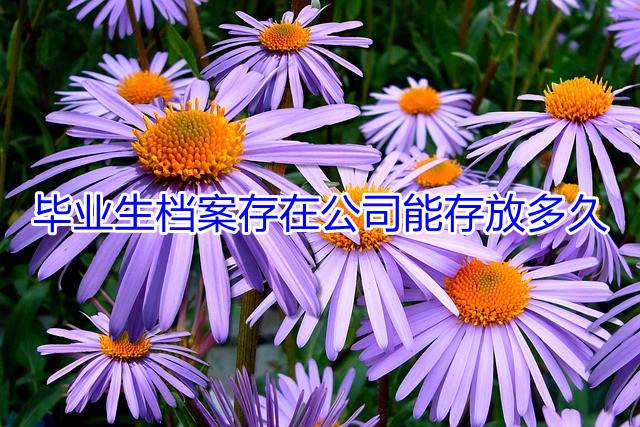 毕业生档案存在公司能存放多久