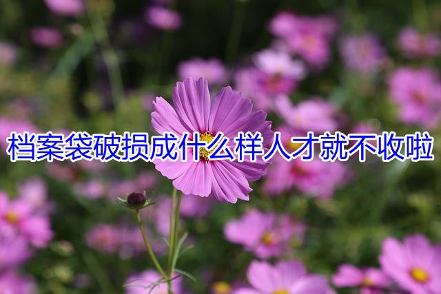 档案袋破损成什么样人才就不收啦