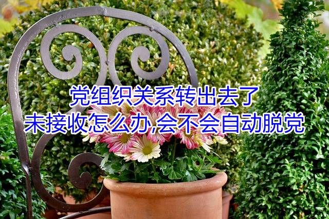 党组织关系转出去了,未接收怎么办,会不会自动脱党