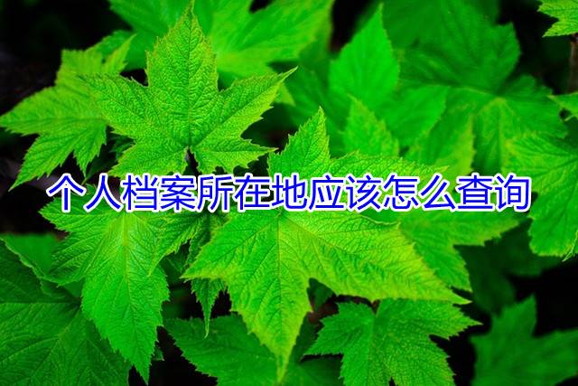 个人档案所在地应该怎么查询