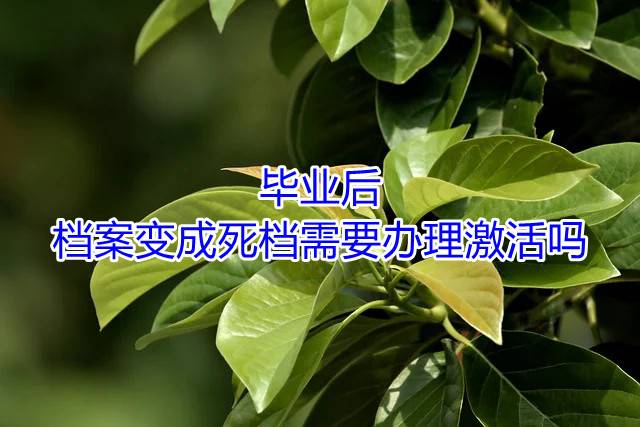 毕业后档案变成死档需要办理激活吗
