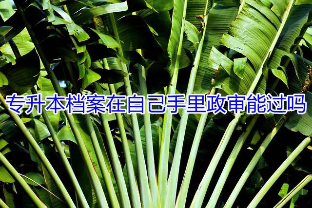 专升本档案在自己手里政审能过吗