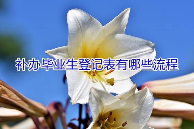 补办毕业生登记表有哪些流程