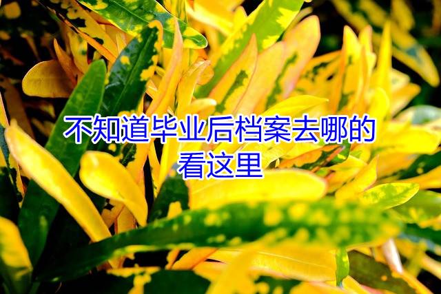 不知道毕业后档案去哪的，看这里