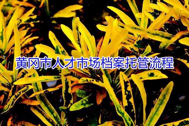 黄冈市人才市场档案托管流程