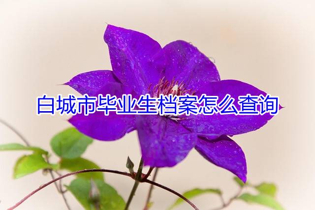 白城市毕业生档案怎么查询