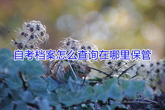 自考档案怎么查询在哪里保管