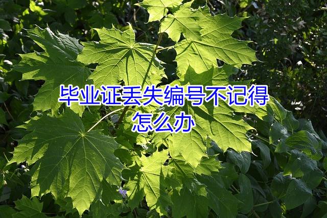 毕业证丢失编号不记得，怎么办