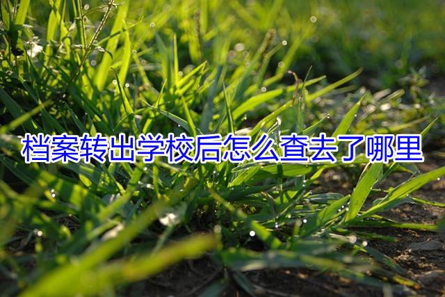 档案转出学校后怎么查去了哪里