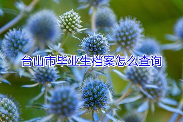 台山市毕业生档案怎么查询