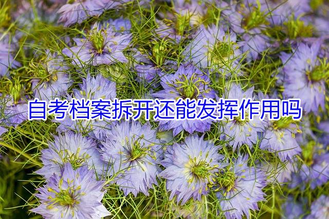 自考档案拆开还能发挥作用吗