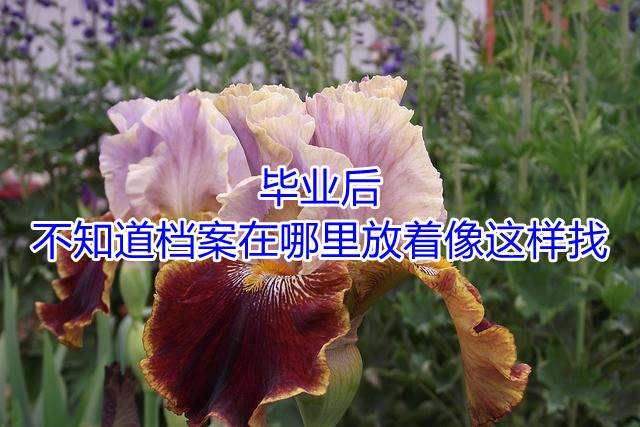 毕业后不知道档案在哪里放着像这样找