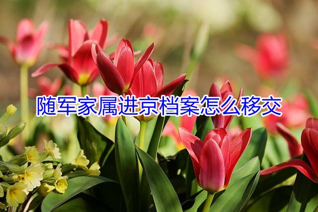 随军家属进京档案怎么移交