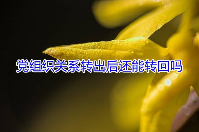 党组织关系转出后还能转回吗
