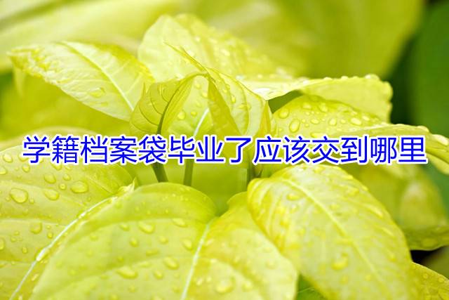 学籍档案袋毕业了应该交到哪里