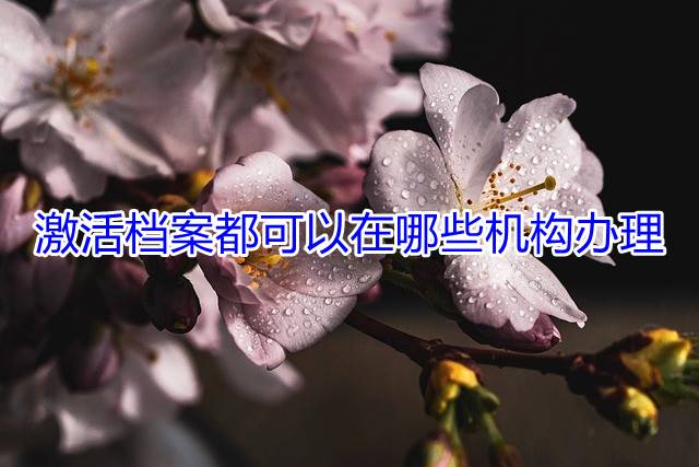 激活档案都可以在哪些机构办理