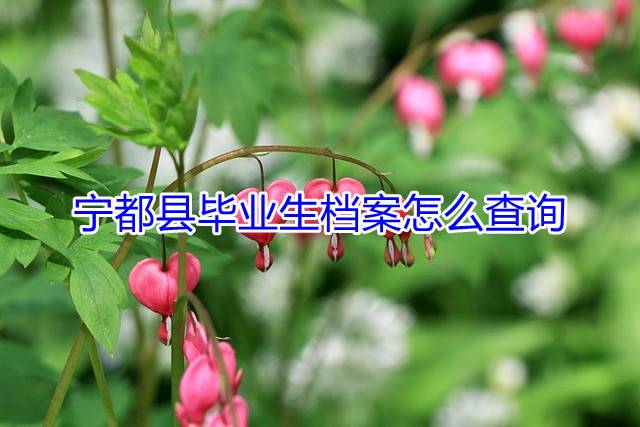 宁都县毕业生档案怎么查询