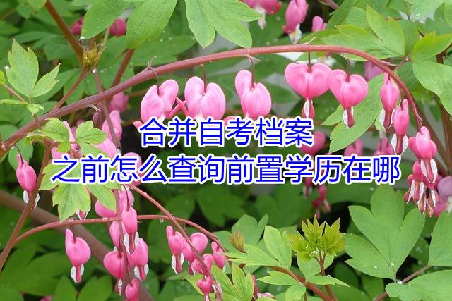 合并自考档案之前怎么查询前置学历在哪
