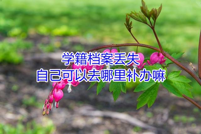 学籍档案丢失自己可以去哪里补办嘛