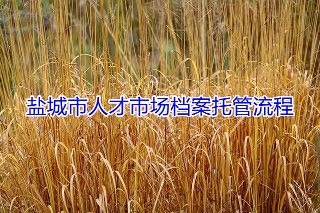 盐城市人才市场档案托管流程