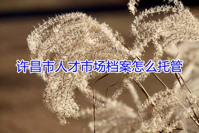 许昌市人才市场档案怎么托管