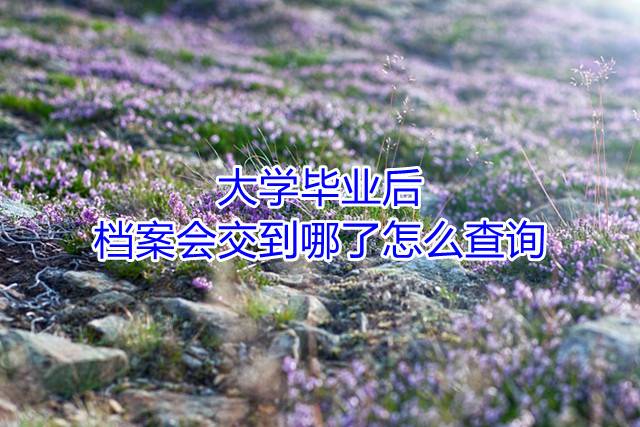 大学毕业后档案会交到哪了怎么查询