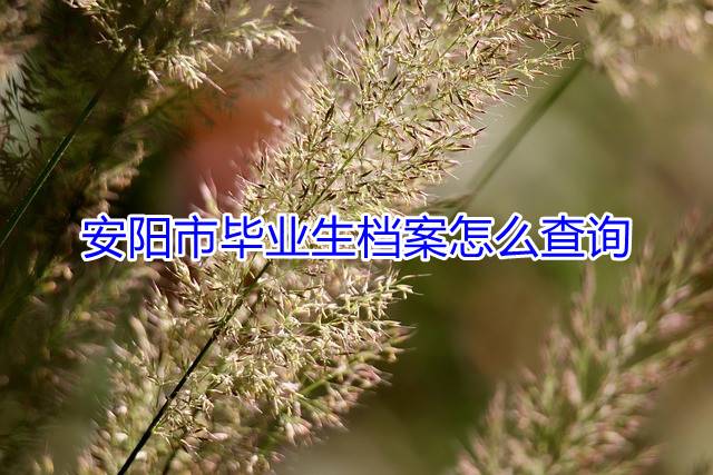 安阳市毕业生档案怎么查询