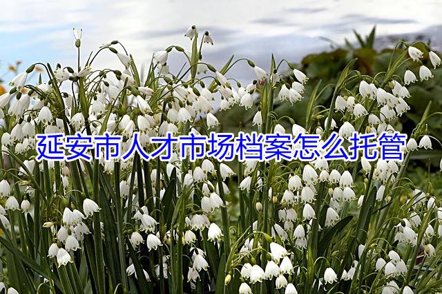 延安市人才市场档案怎么托管