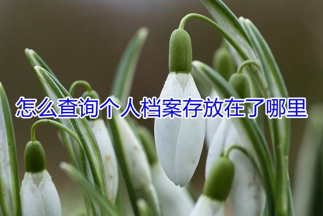 怎么查询个人档案存放在了哪里