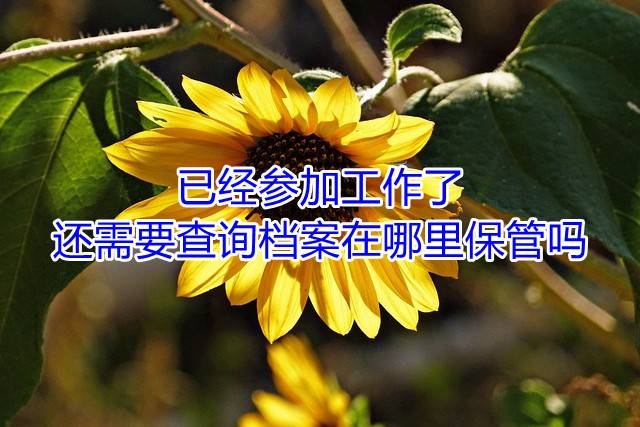 已经参加工作了还需要查询档案在哪里保管吗