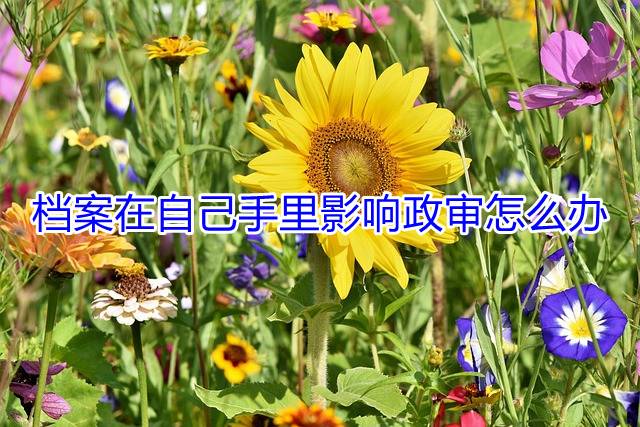 档案在自己手里影响政审怎么办