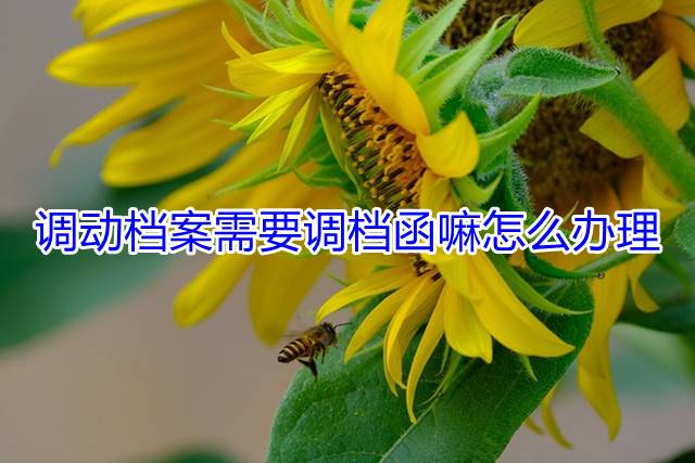 调动档案需要调档函嘛怎么办理