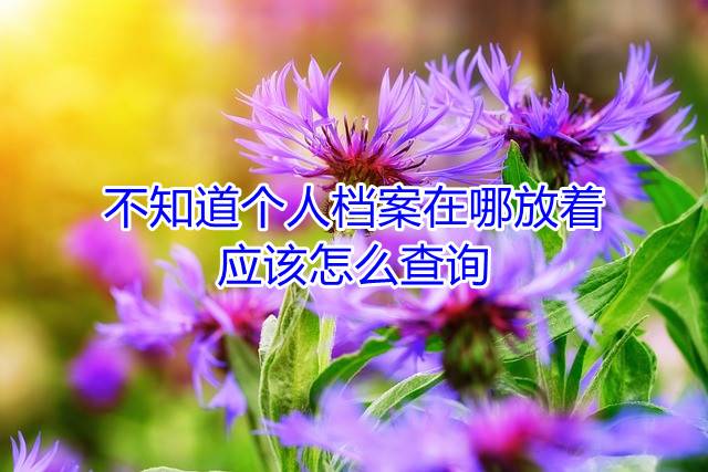 不知道个人档案在哪放着，应该怎么查询