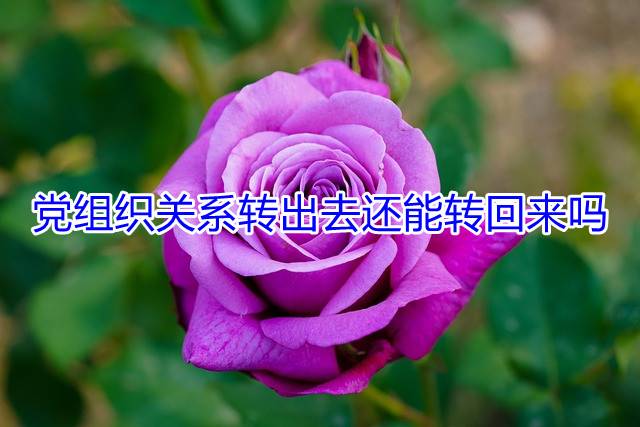 党组织关系转出去还能转回来吗