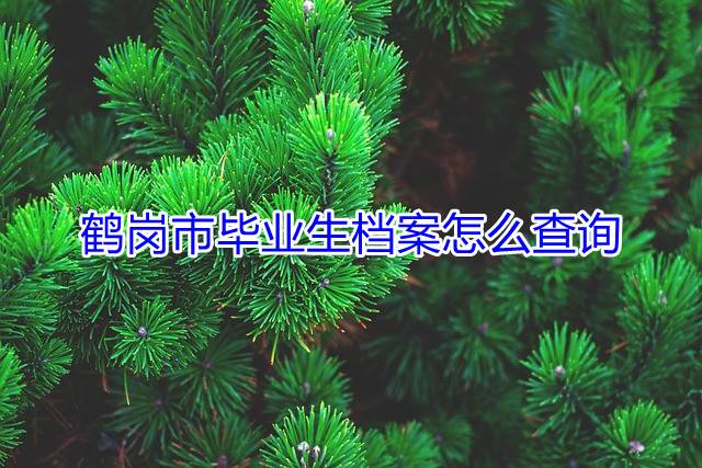鹤岗市毕业生档案怎么查询