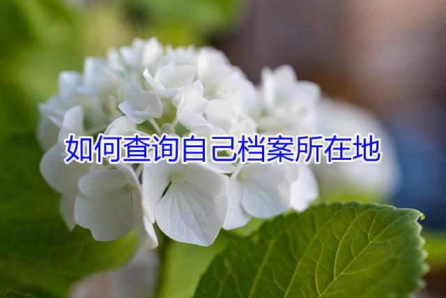 如何查询自己档案所在地