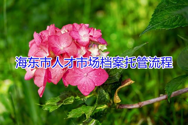 海东市人才市场档案托管流程