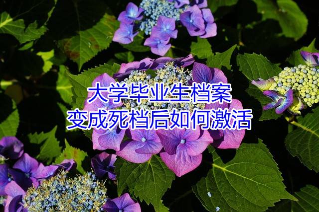 大学毕业生档案变成死档后如何激活